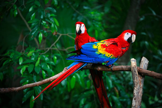 Macaw